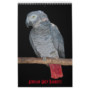 Afrikanische Graupapageien-Kalender Kalender