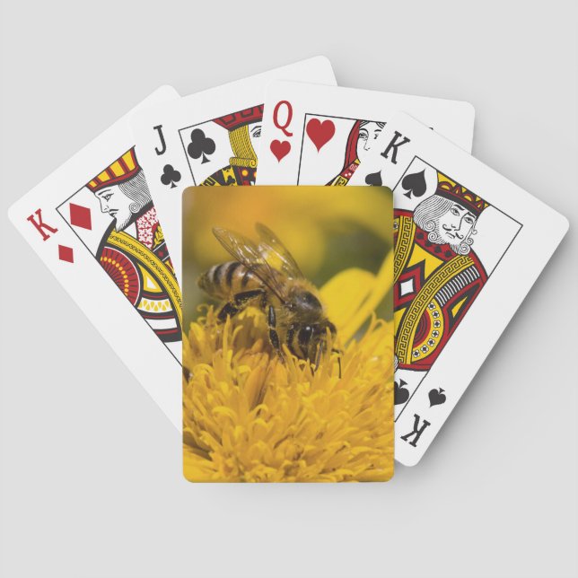 Afrikanische Honig-Biene mit dem Spielkarten (Rückseite)
