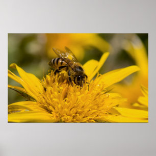 Afrikanische Honigbiene mit Pollensäcken beim Fres Poster