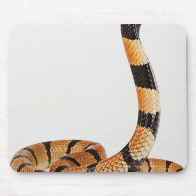 Afrikanische Korallenschlange (Aspidelaps-Schmieru Mousepad (Vorne)