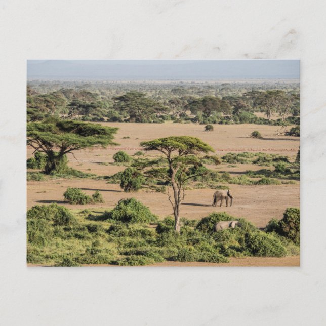 Afrikanische Landschaft mit Elefant Postkarte (Vorderseite)