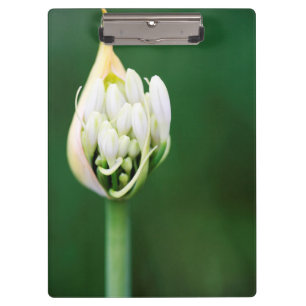 Afrikanische Lilie, Agapanthus Praecox, Kapstadt Klemmbrett