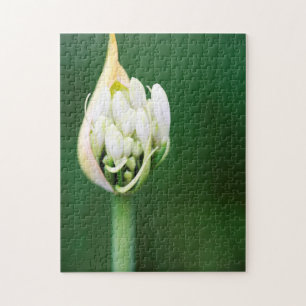 Afrikanische Lilie, Agapanthus Praecox, Kapstadt Puzzle