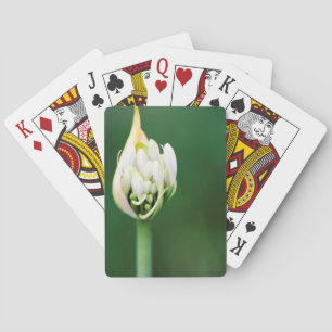 Afrikanische Lilie, Agapanthus Praecox, Kapstadt Spielkarten