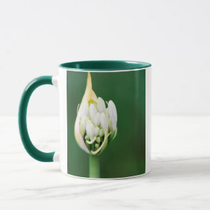 Afrikanische Lilie, Agapanthus Praecox, Kapstadt Tasse