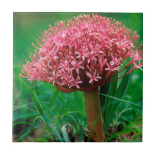 Afrikanische Lilie (Agapanthus Praecox), Mala Mala Fliese