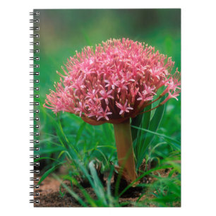 Afrikanische Lilie (Agapanthus Praecox), Mala Mala Notizblock