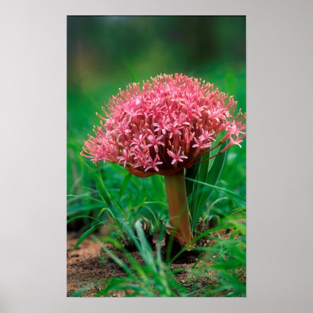 Afrikanische Lilie (Agapanthus Praecox), Mala Mala Poster (Vorne)