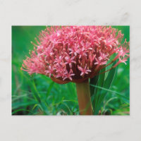 Afrikanische Lilie (Agapanthus Praecox), Mala Mala