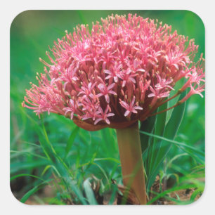 Afrikanische Lilie (Agapanthus Praecox), Mala Mala Quadratischer Aufkleber