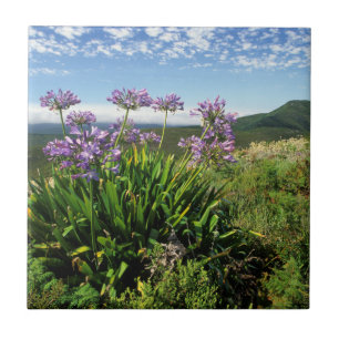 Afrikanische Lilie (Agapanthus praecox), Mossel Ba Fliese