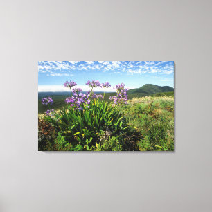 Afrikanische Lilie (Agapanthus praecox), Mossel Ba Leinwanddruck