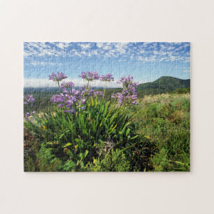 Afrikanische Lilie (Agapanthus praecox), Mossel Ba Puzzle