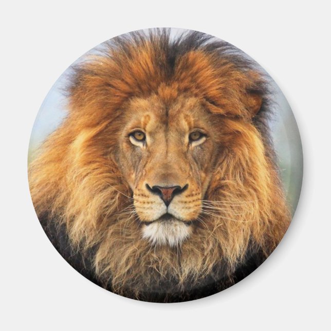 afrikanische Lion 1 Magnet (Vorne)