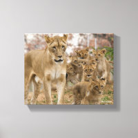 Afrikanische Lion Cubs mit Mutter