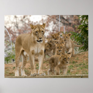 Afrikanische Lion Cubs mit Mutter Poster
