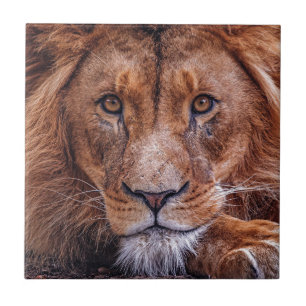 Afrikanische Lion Fliese
