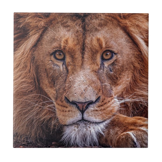Afrikanische Lion Fliese (Vorderseite)