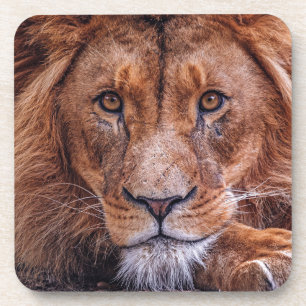 Afrikanische Lion Getränkeuntersetzer