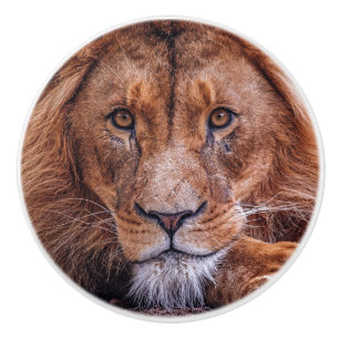 Afrikanische Lion Keramikknauf