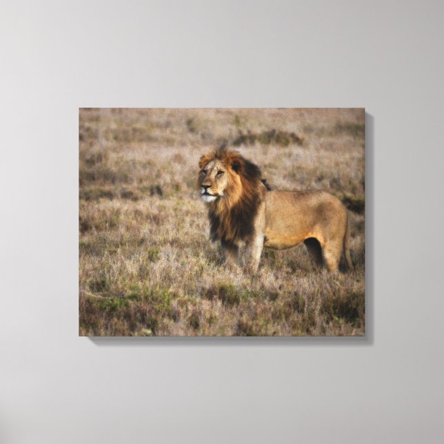 Afrikanische Lion Leinwanddruck (Vorderseite)