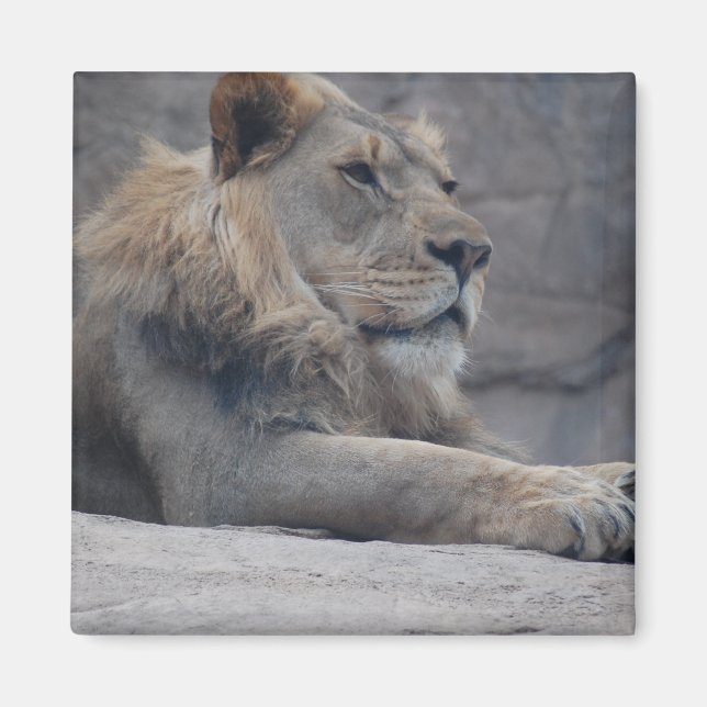 Afrikanische Lion Magnet (Vorne)
