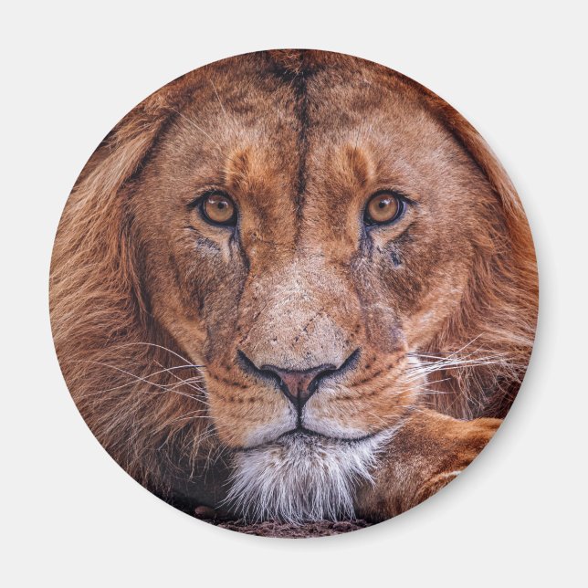 Afrikanische Lion Magnet (Vorne)