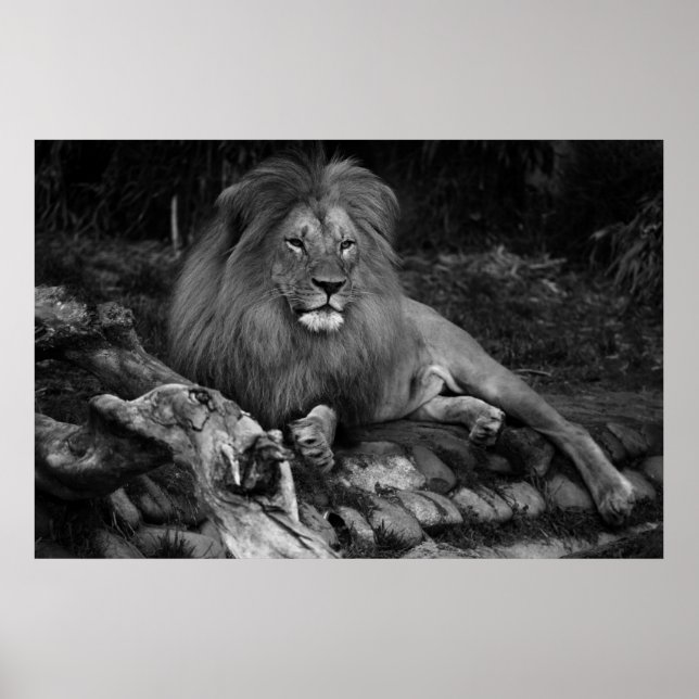 Afrikanische Lion Poster (Vorne)