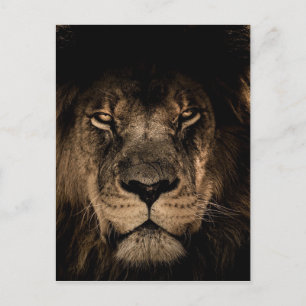 Afrikanische Lion Postkarte