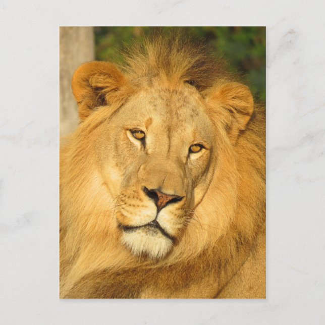 Afrikanische Lion Postkarte (Vorderseite)