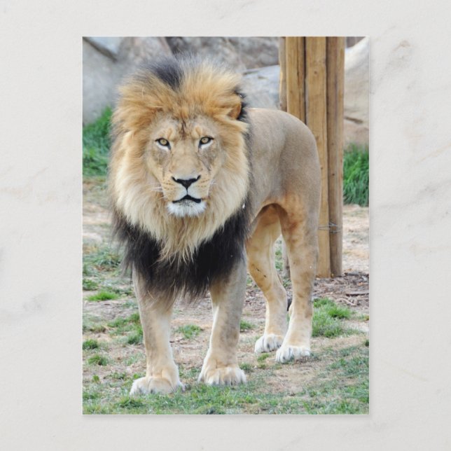 Afrikanische Lion Postkarte (Vorderseite)