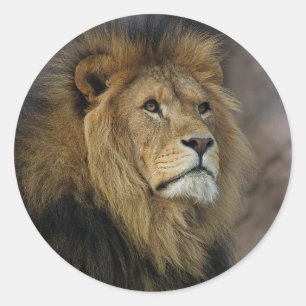 Afrikanische Lion Runder Aufkleber