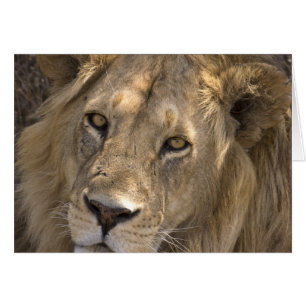 Afrikanische Löwe-Karten