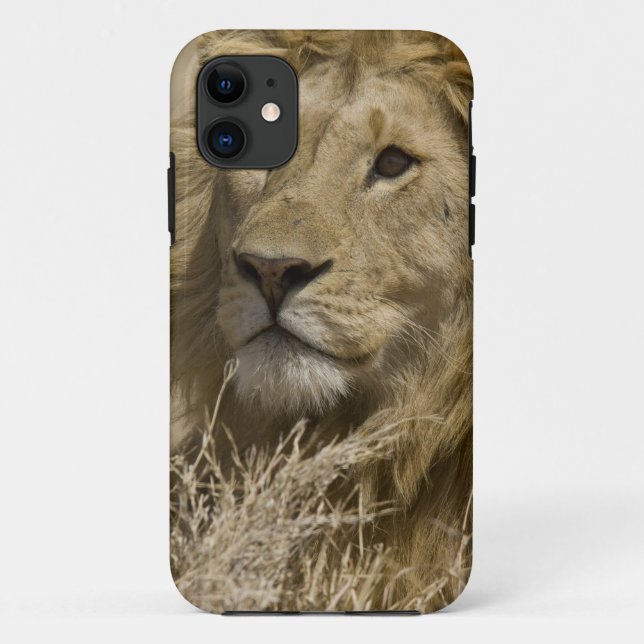 Afrikanische Löwe, Panthera leo, Portrait eines Case-Mate iPhone Hülle (Rückseite)