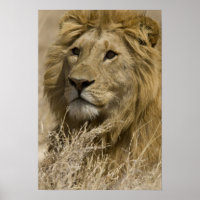 Afrikanische Löwe, Panthera leo, Portrait eines