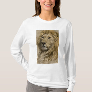 Afrikanische Löwe, Panthera leo, Portrait eines T-Shirt