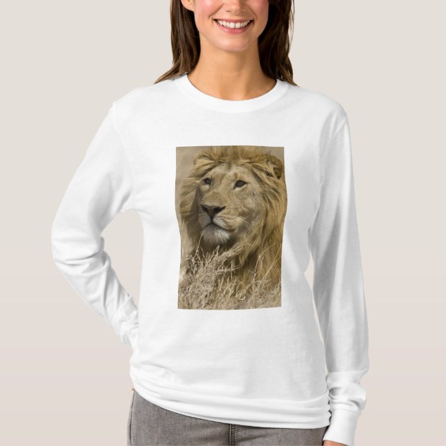Afrikanische Löwe, Panthera leo, Portrait eines T-Shirt (Vorderseite)