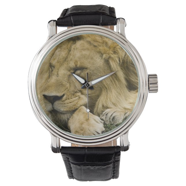 Afrikanische Löwe, Panthera leo, schlafend Armbanduhr (Vorderseite)