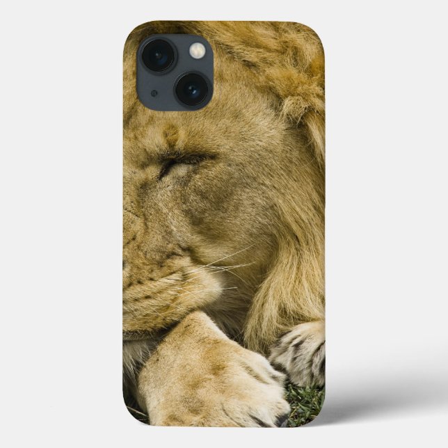 Afrikanische Löwe, Panthera leo, schlafend Case-Mate iPhone Hülle (Rückseite)