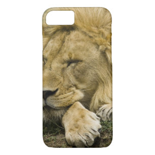 Afrikanische Löwe, Panthera leo, schlafend iPhone 8/7 Hülle
