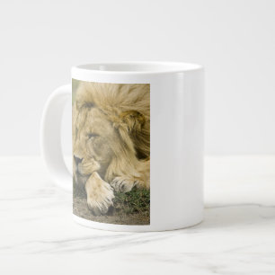 Afrikanische Löwe, Panthera leo, schlafend Jumbo-Tasse