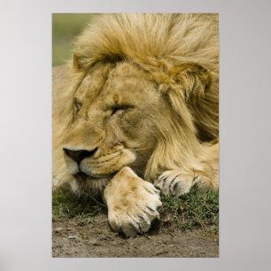 Afrikanische Löwe, Panthera leo, schlafend Poster