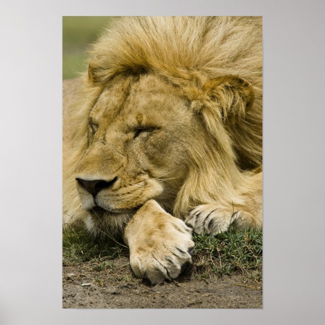 Afrikanische Löwe, Panthera leo, schlafend Poster (Vorne)