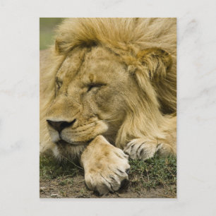 Afrikanische Löwe, Panthera leo, schlafend Postkarte