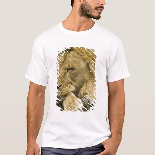 Afrikanische Löwe, Panthera leo, schlafend T-Shirt (Vorderseite)