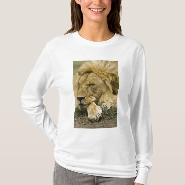 Afrikanische Löwe, Panthera leo, schlafend T-Shirt (Vorderseite)
