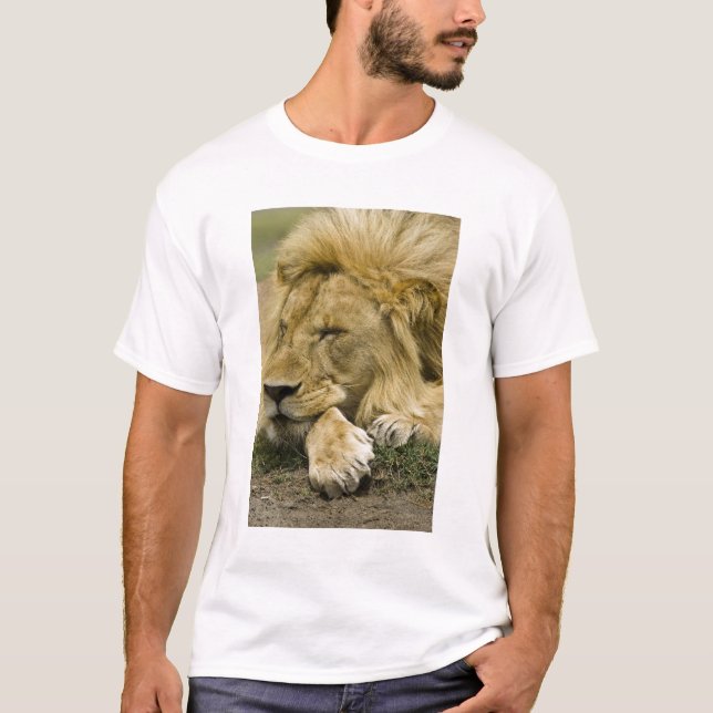Afrikanische Löwe, Panthera leo, schlafend T-Shirt (Vorderseite)