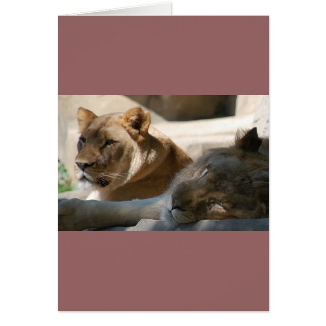 Afrikanische Löwen (Vorne)