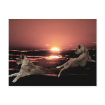 Afrikanische Löwen ruhen bei Sonnenuntergang