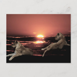 Afrikanische Löwen ruhen bei Sonnenuntergang Postkarte